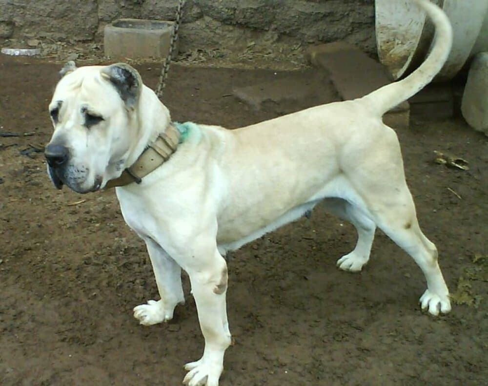Dama