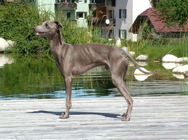 Dondolo De Valverde Santo 1