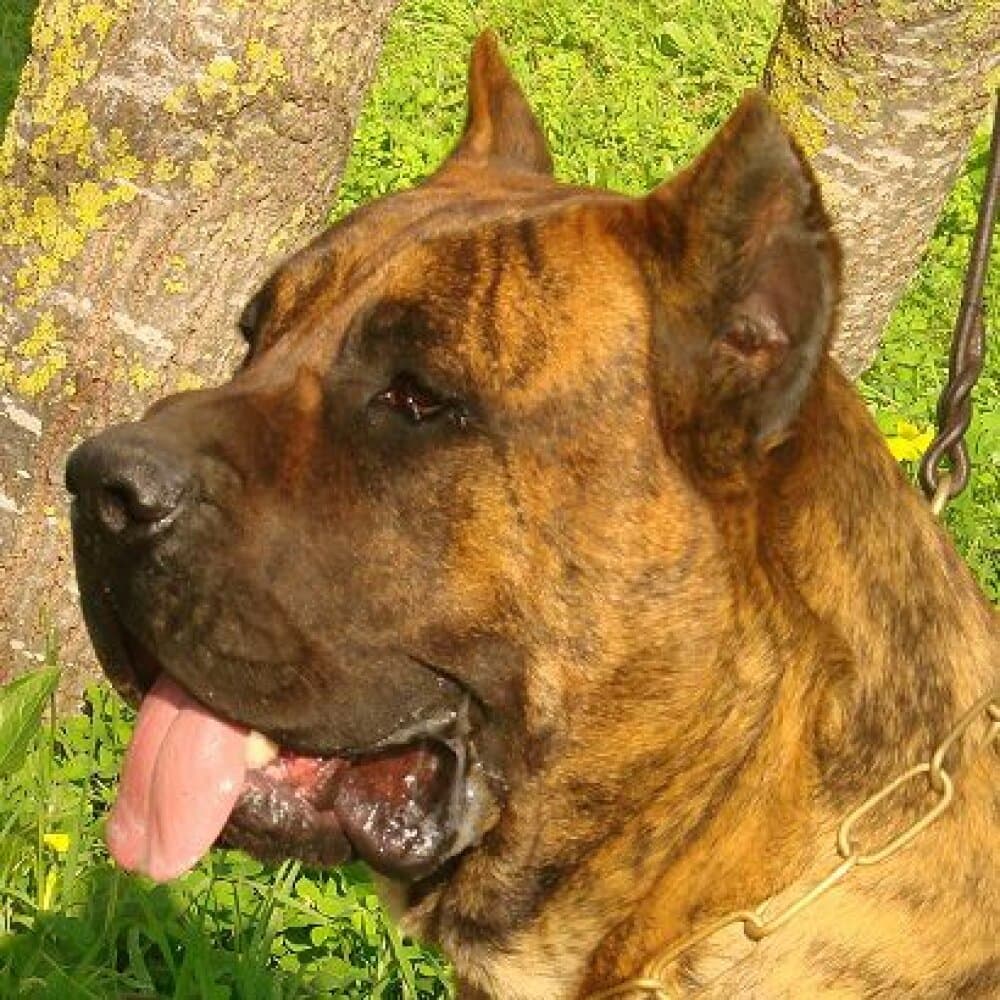 URSUS DE GUADALCAN 1