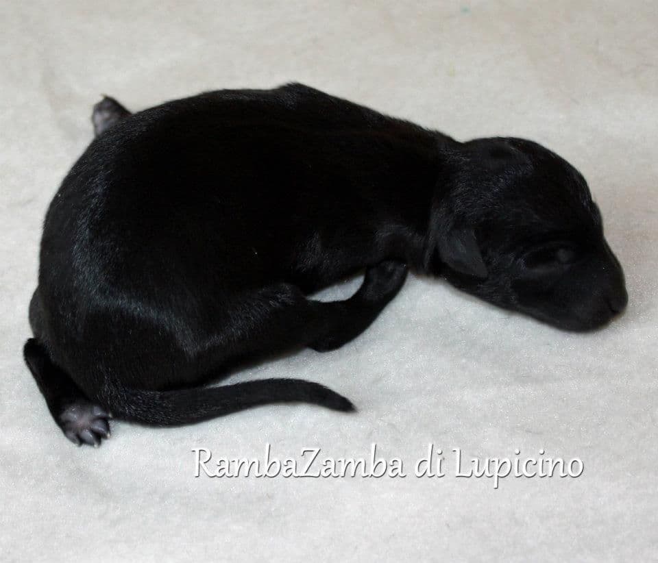 Ramba Zamba Di Lupicino 1