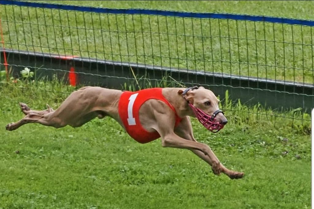 Igor Feritte Bugsy 1