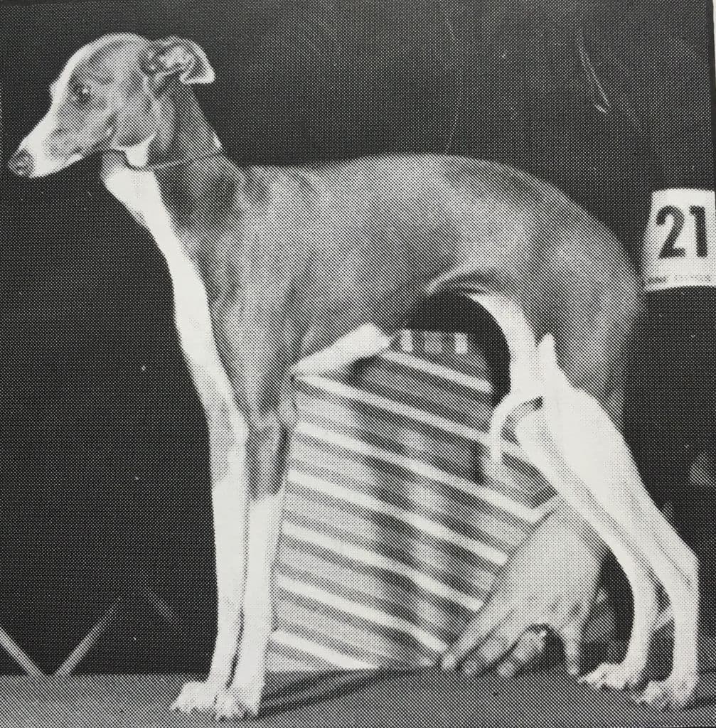 Maja's Margo Di Eleganza 1