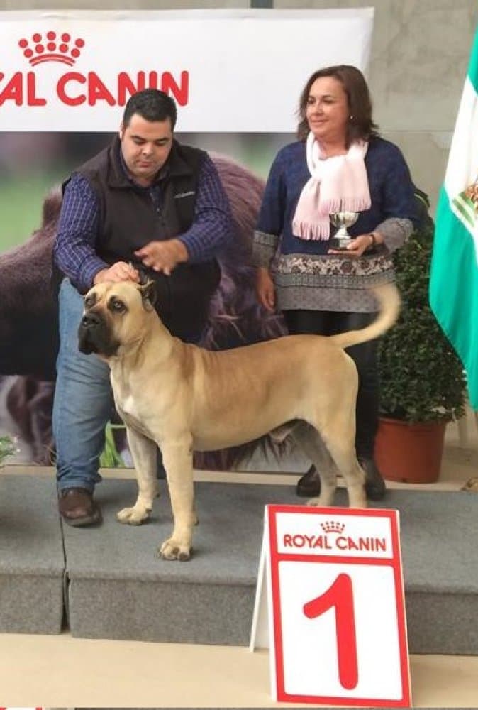 LOCO DE GUADALCAN 1