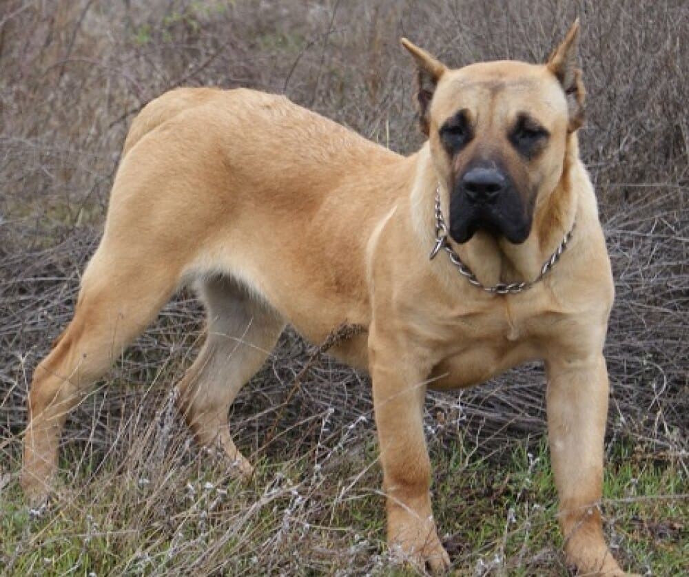 CARLA DE BARNACAN BULL 1