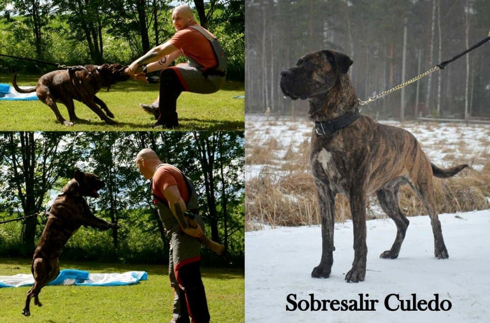 CULEDO DE SOBRESALIR 1