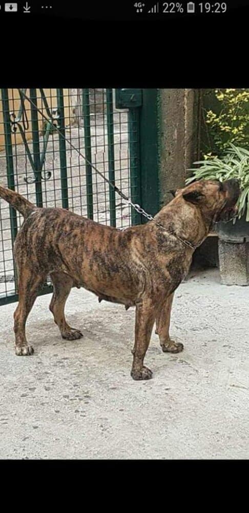 KIARA DE PRESAS DE LA OROTAVA 1