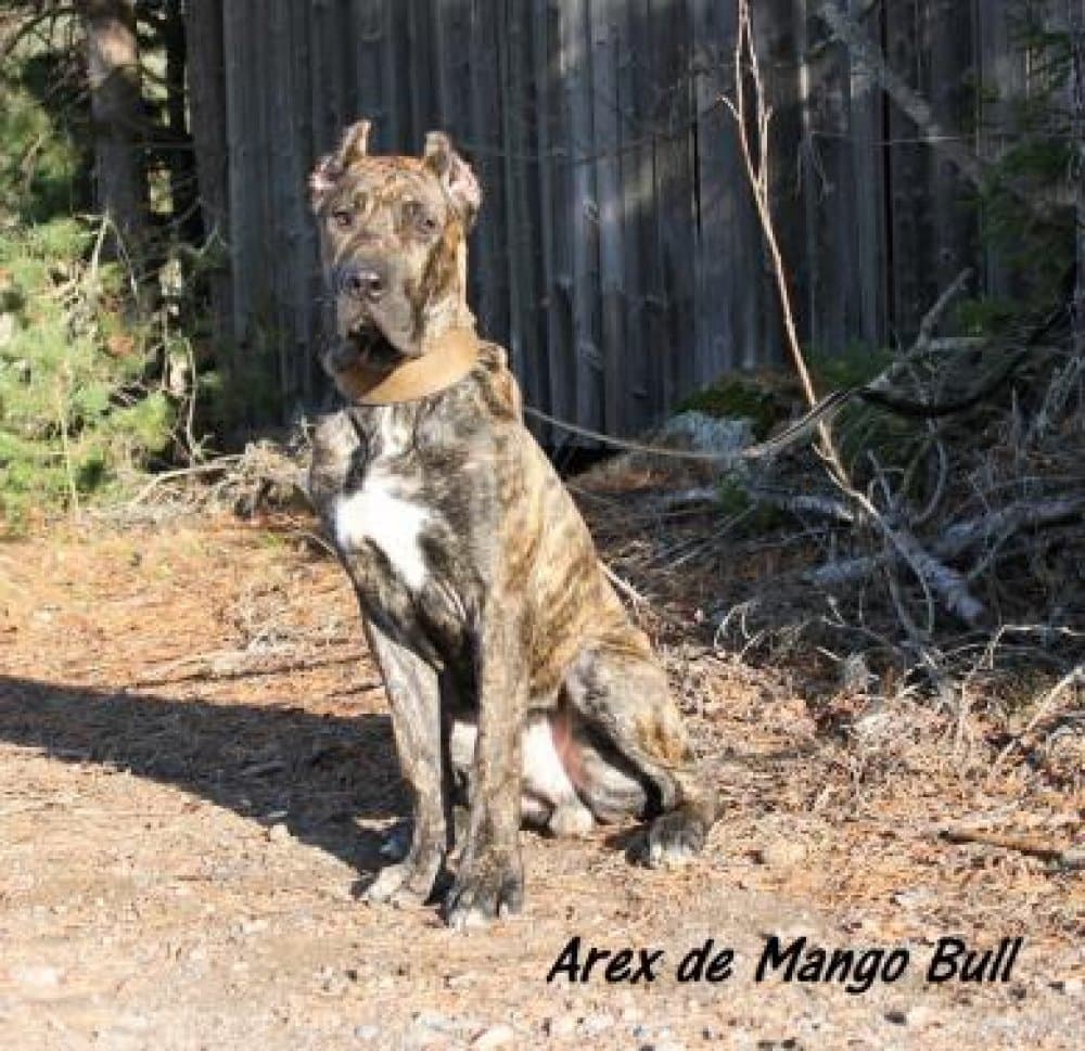 AREX DE MANGO BULL 1
