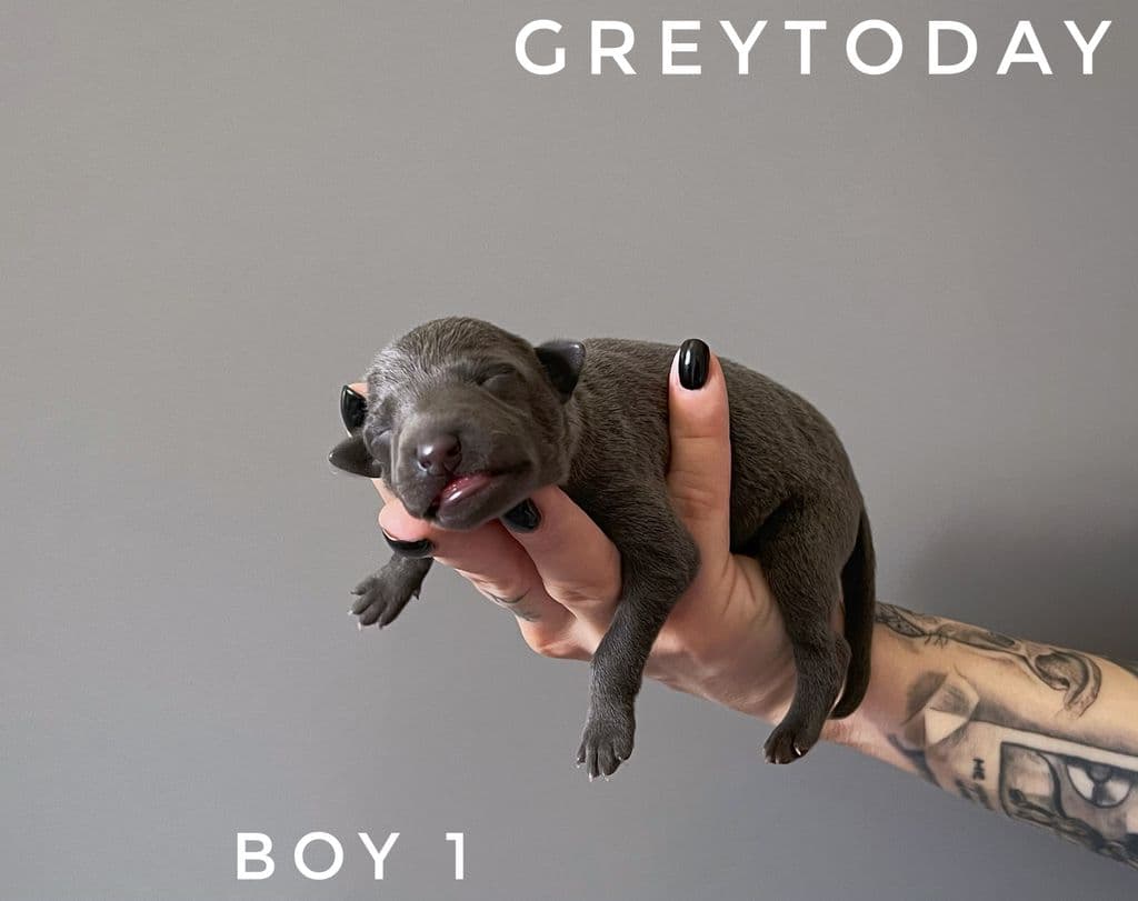 Greytoday Viggo 1