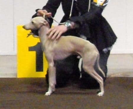 Filippo De Magistris 1