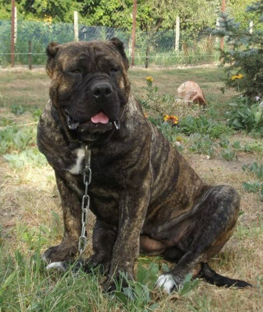 GOLD'S ACTIVE CHANEL (ONYX) 1