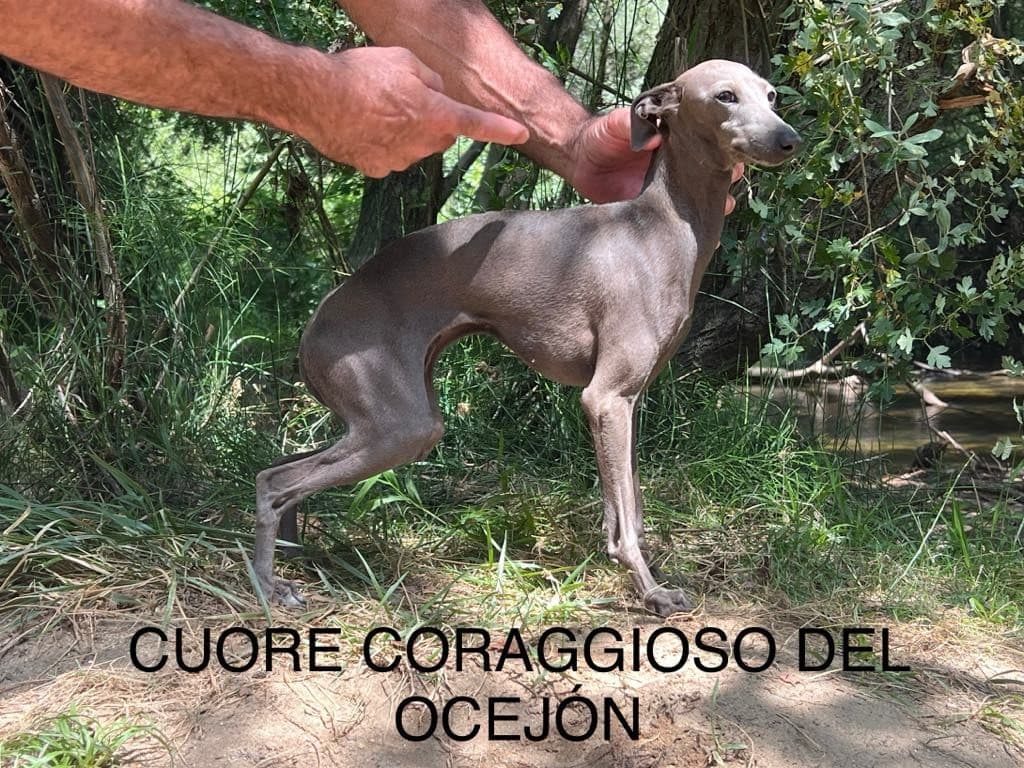 Cuore Coraggioso Del Ocejón 1