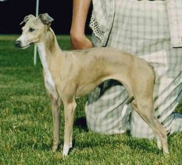 Evergreen Tallulah Integra 1