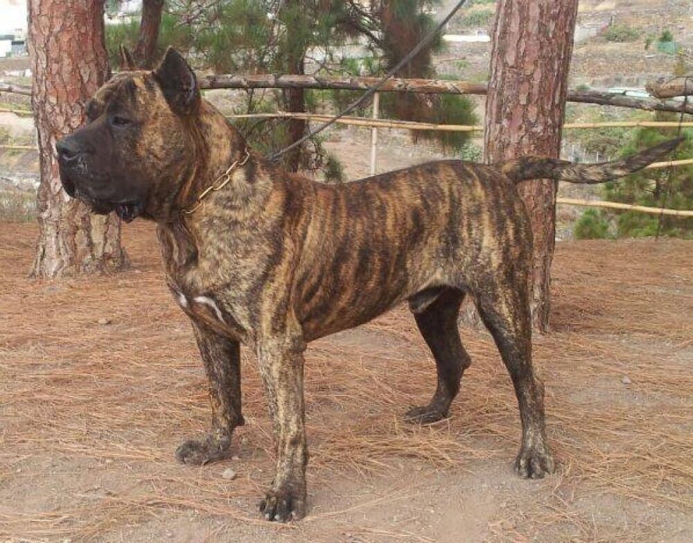 TRUENO DE BREVIERCAN 1
