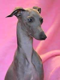 Yebelli's Fendi 1