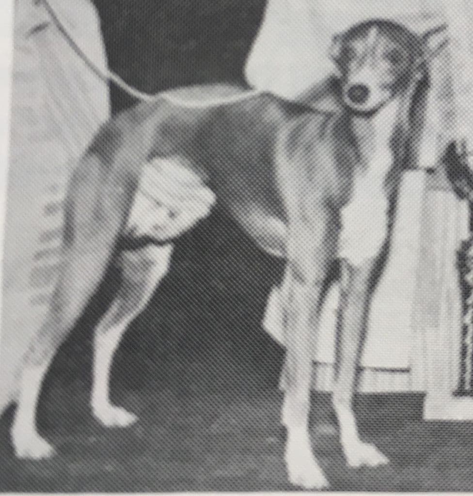 Springaire Blue Ragazzolo 1