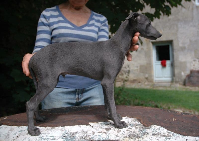 Ivanhoe Du Merle Blanc 1