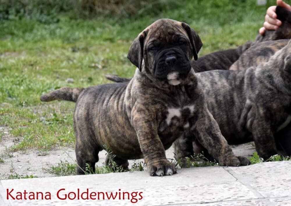 KATANA GOLDENWINGS 1