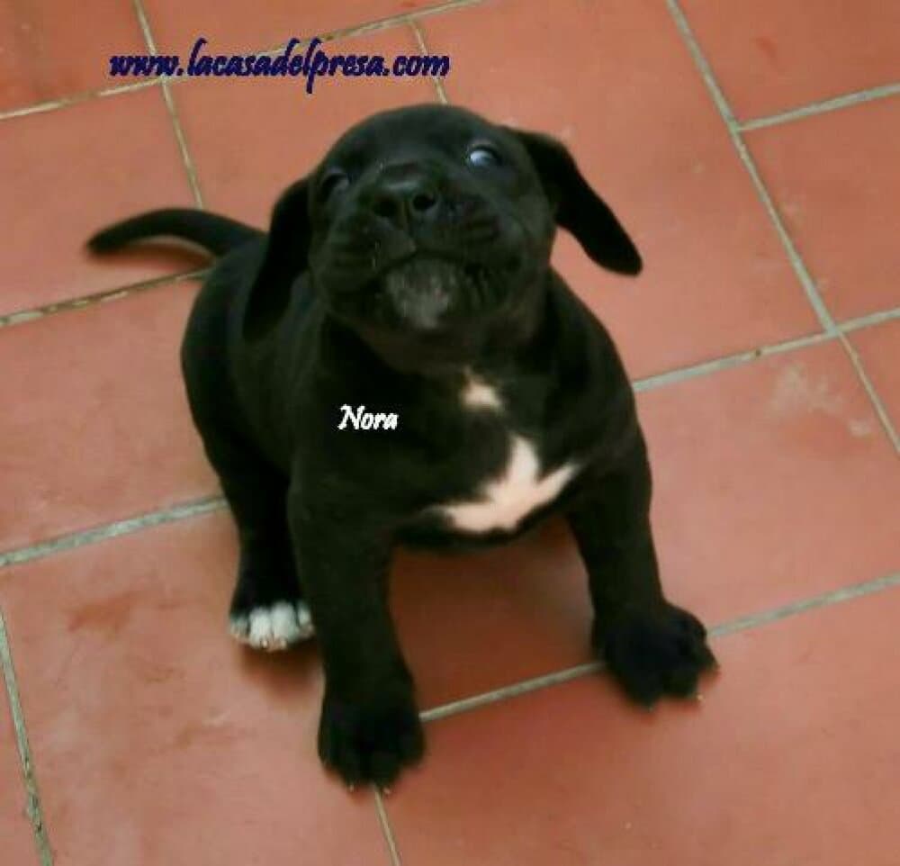 NORA I DE CASA DEL PRESA 1