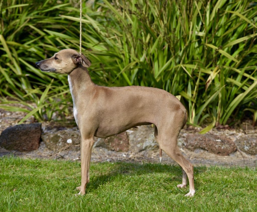 Blanerne Veronica 1