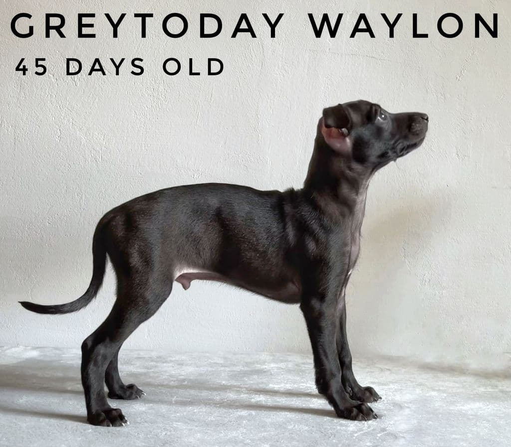 Greytoday Waylon 1