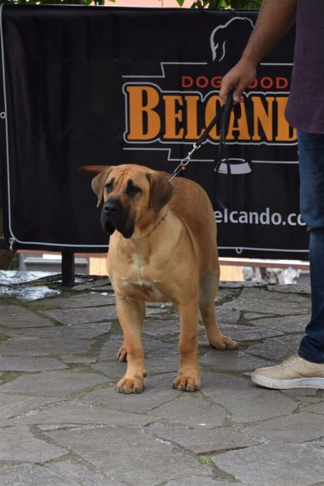 CAPRI DE GAROEBULLDOG 1