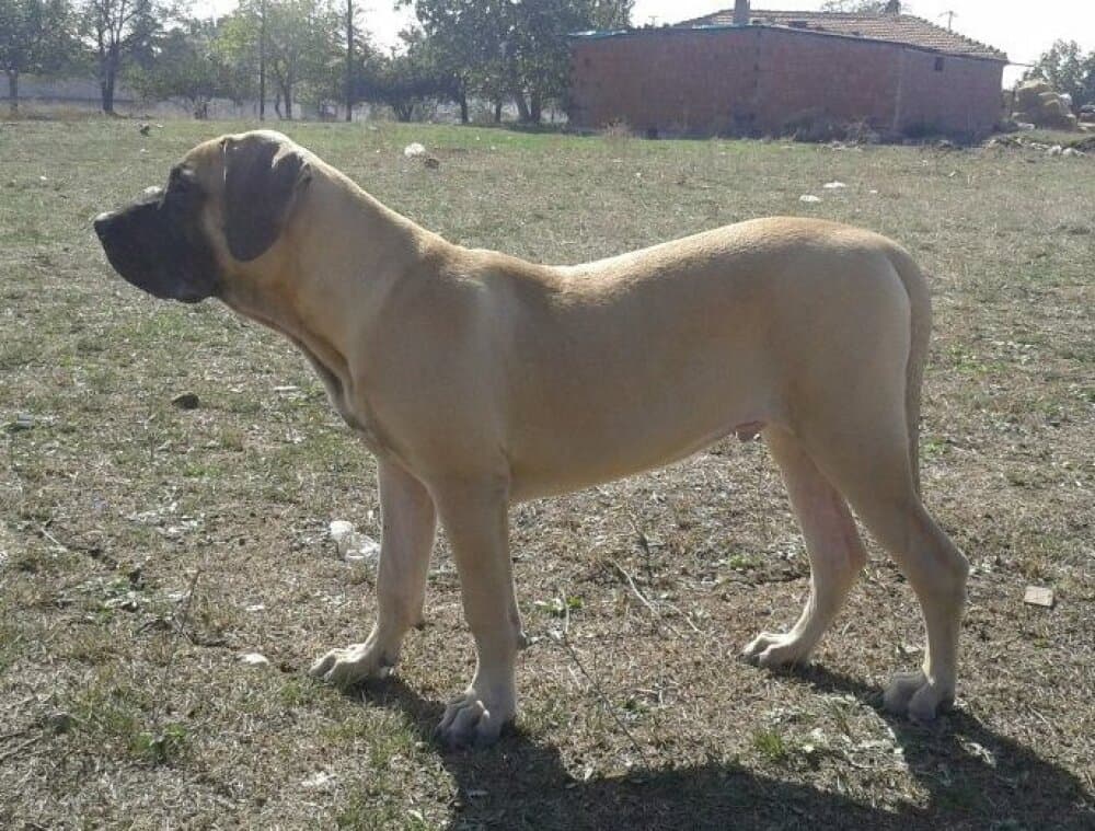 LARGO D SHOT DE SPALATO BULL 1
