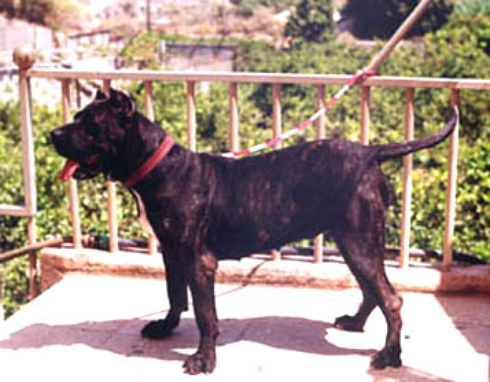PANTERA DE LA JACHA 1