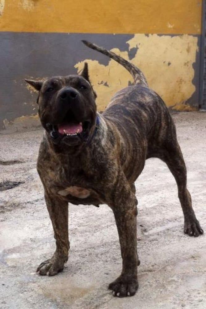 ADARGOMA DE LA JACHA 1