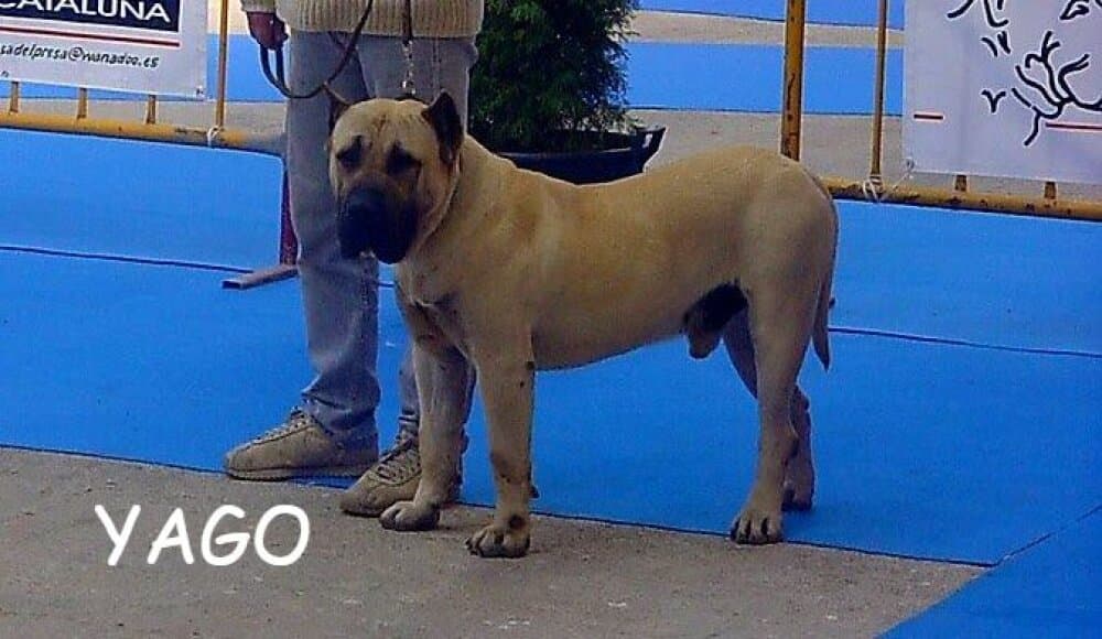 YAGO DE CASA DEL PRESA 1