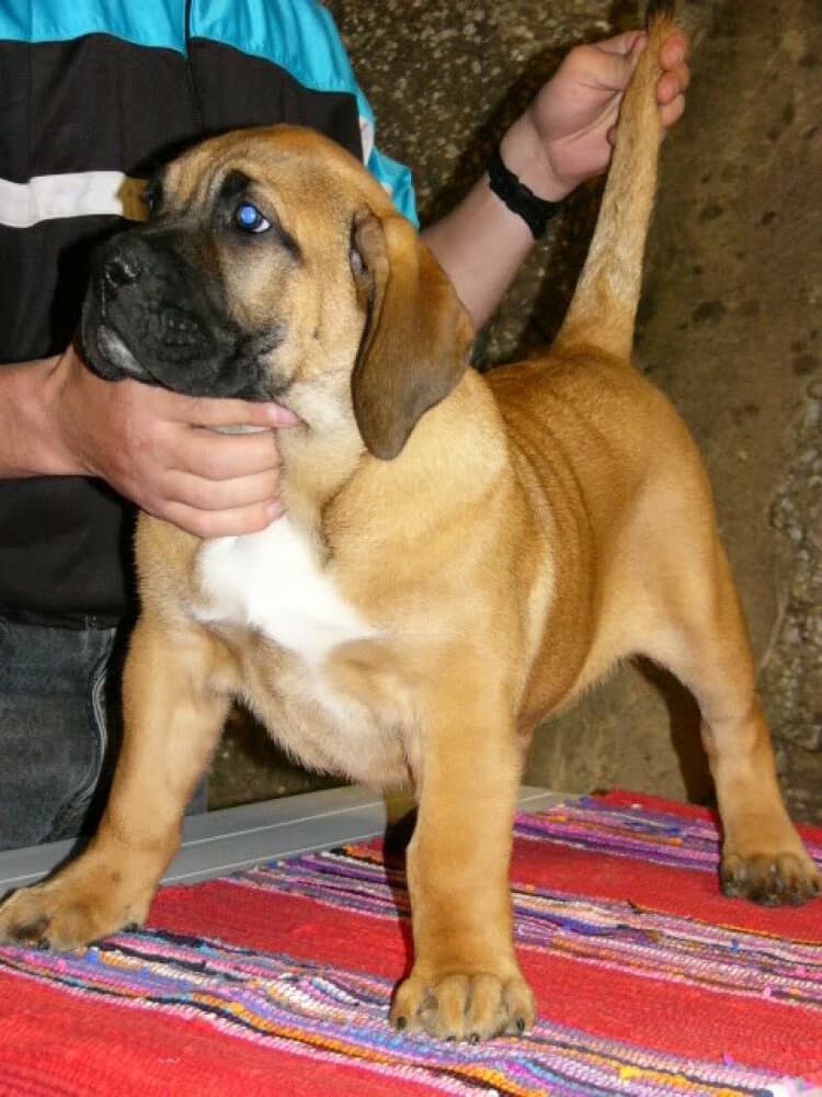 GRETA DE SOMBRAS DEL NUBLO 1