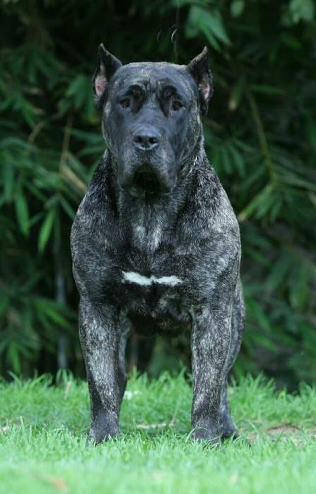 QUISI DE BARNACAN BULL 1