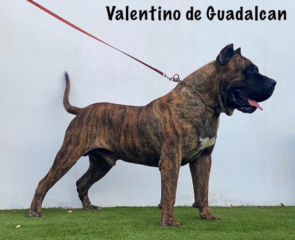 VALENTINO DE GUADALCAN 1
