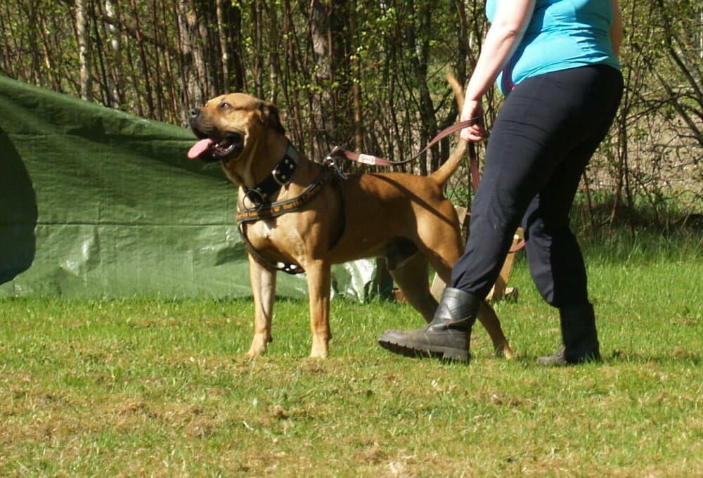 BORIS DE SOBRESALIR 1