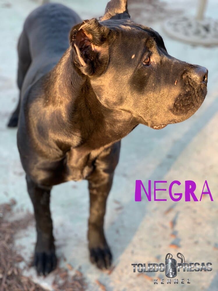 EL TRIUNFO NEGRA 1