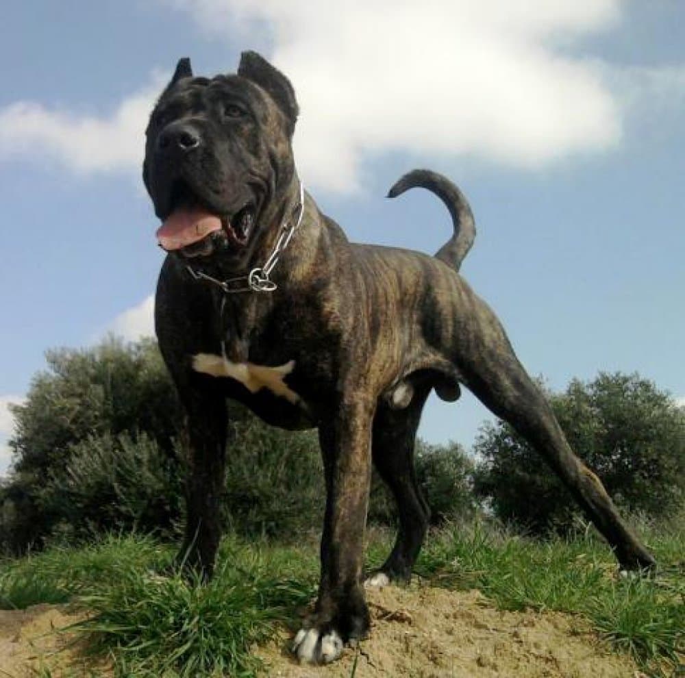 ZEUS DE IRON BULL 1