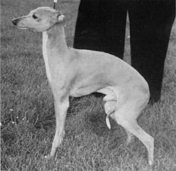 Cumblin Kangaroo 1
