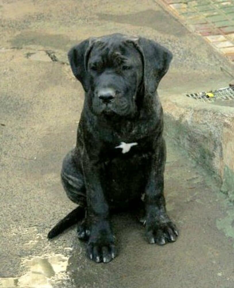 RENTUN DE PERRO DE LA TIERRA 1