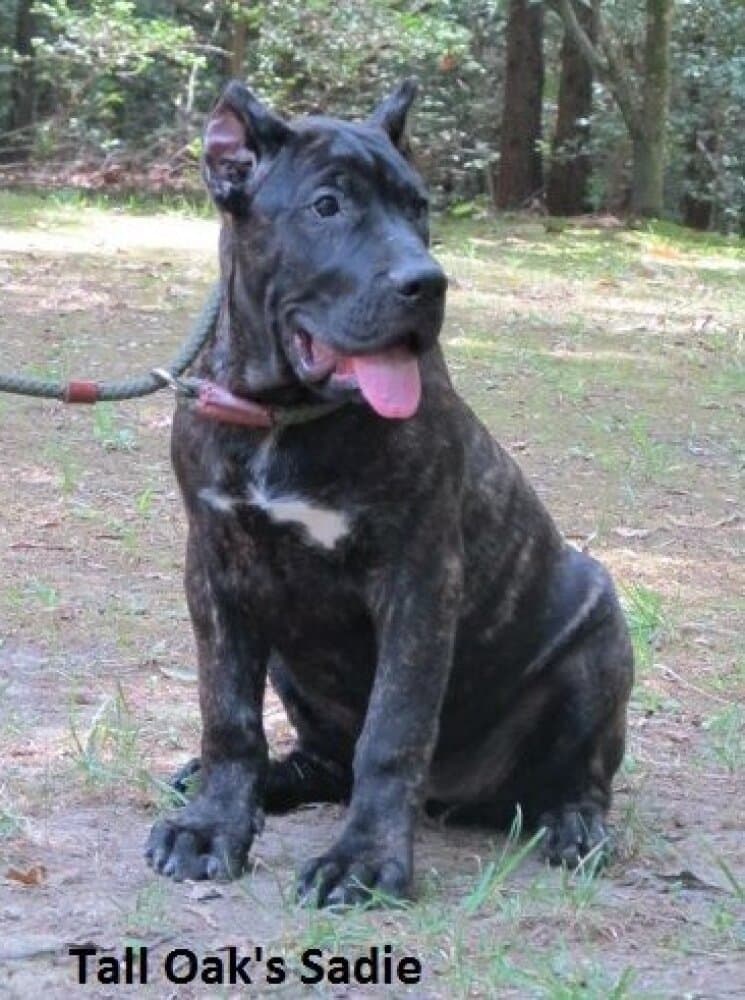 SADIE OF TALL OAKS 1