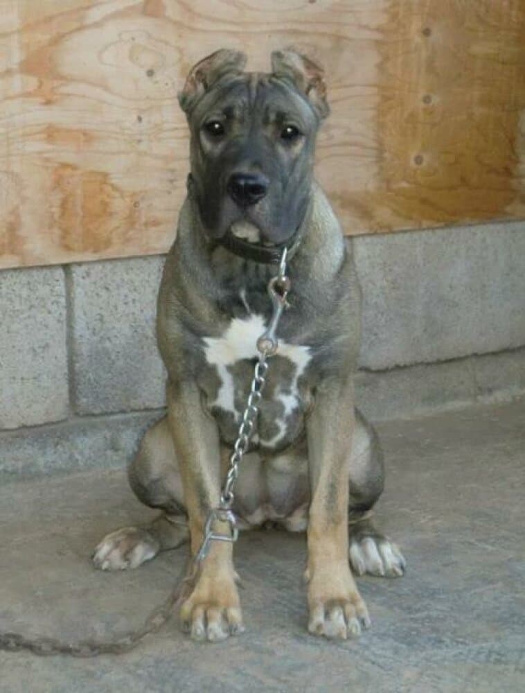 BRUMA DE PERRO DE LA TIERRA 1