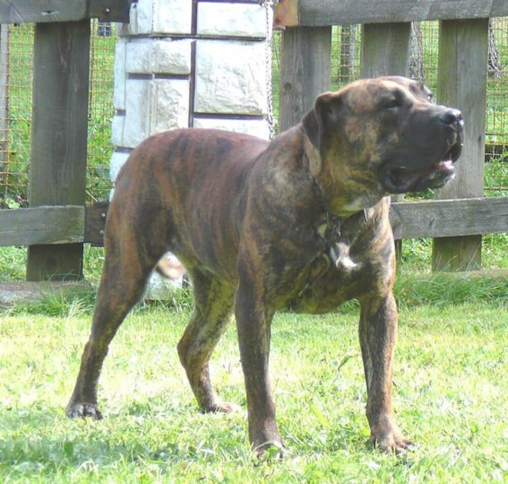 CARINA VALACHIADOG 1