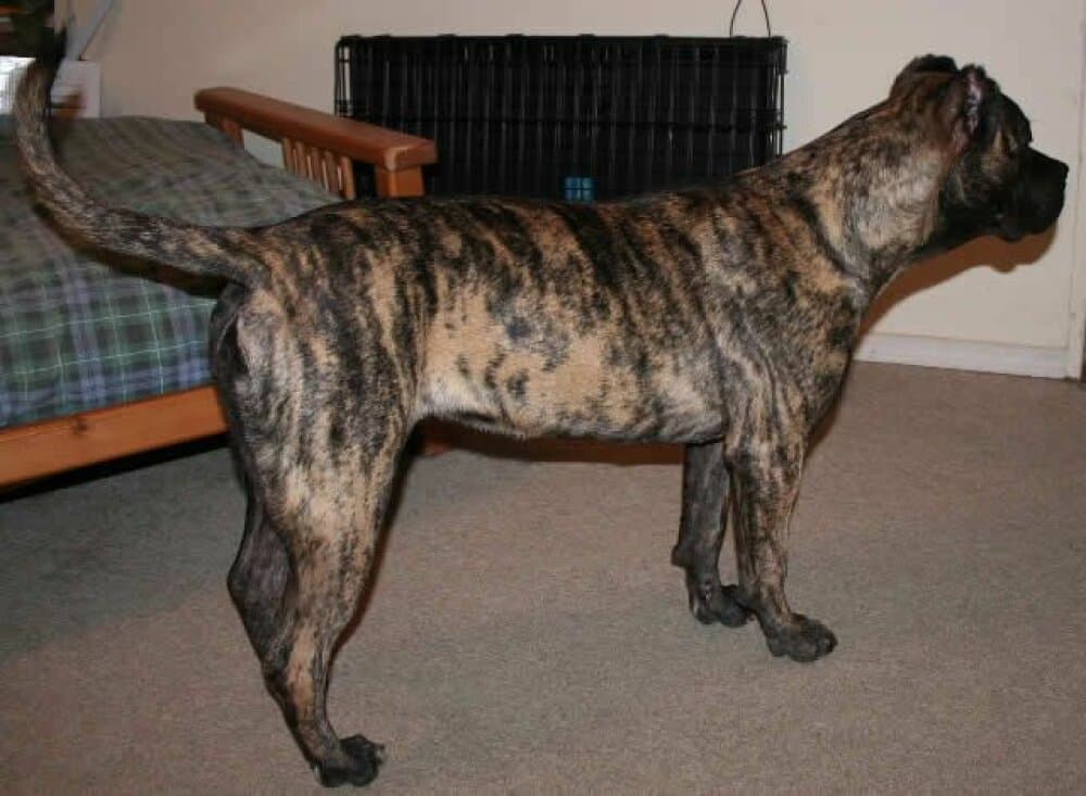 GODA DE LEXA ESTATE GUARDIAN 1
