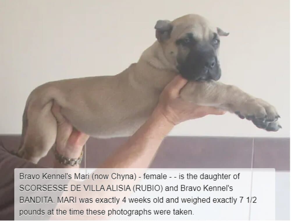BRAVO KENNEL’S CHYNA 1