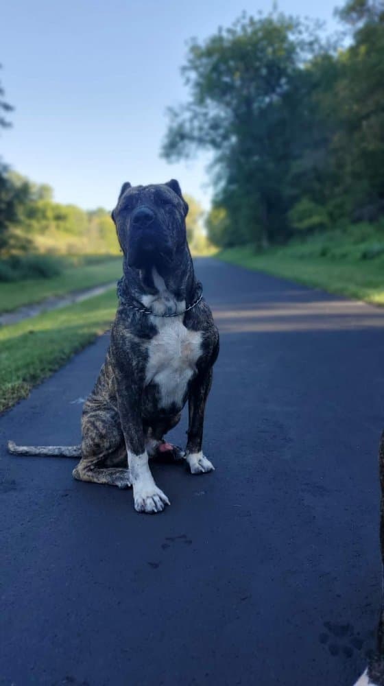 EL JEFE GHOST DE EL MIKE KENNEL 1