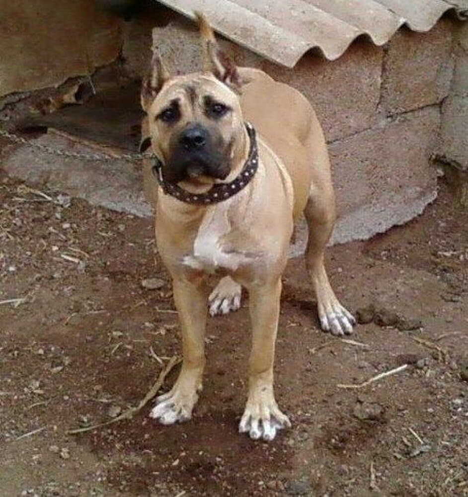 Cloe de Perro de la Tierra 1