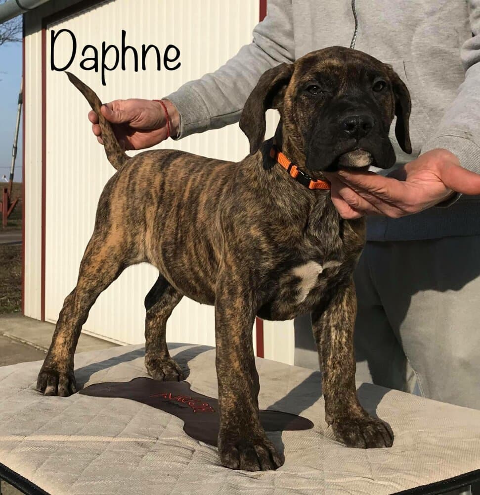 DAPHNE DE TIERRA GRANCAN 1