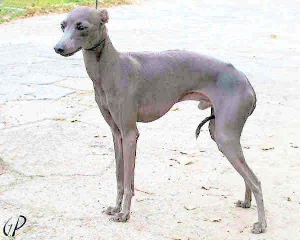 Trussardi Italica 1