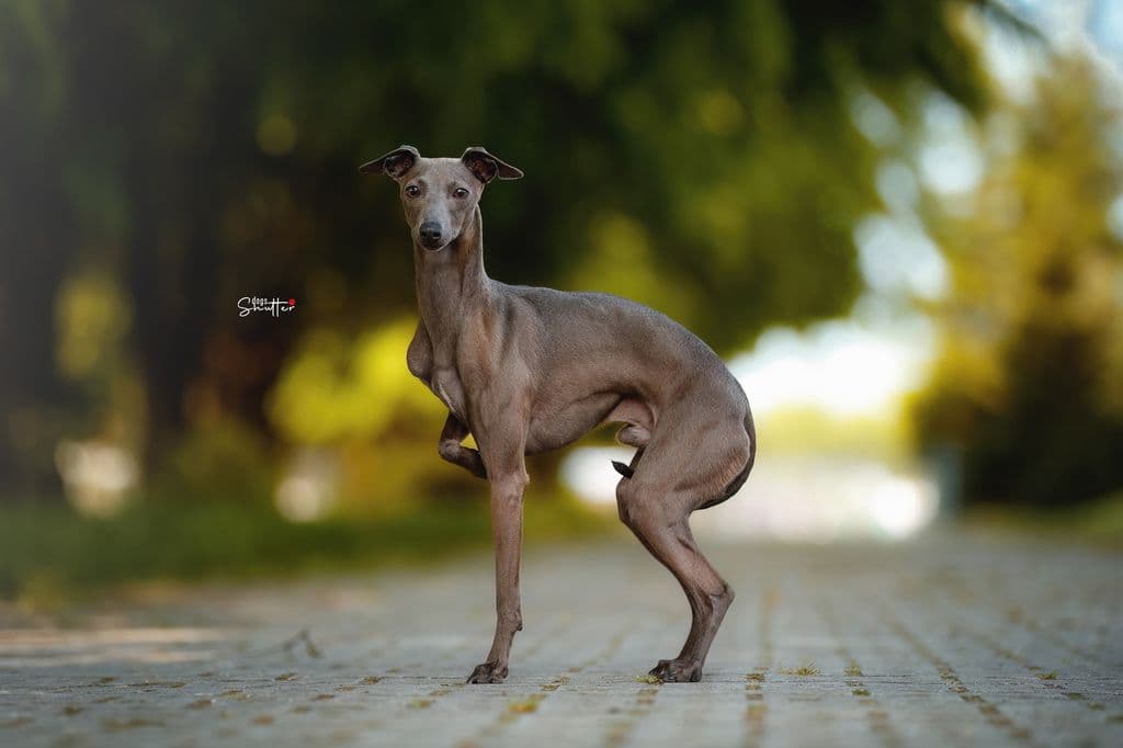 Quadrille Super Charty 1