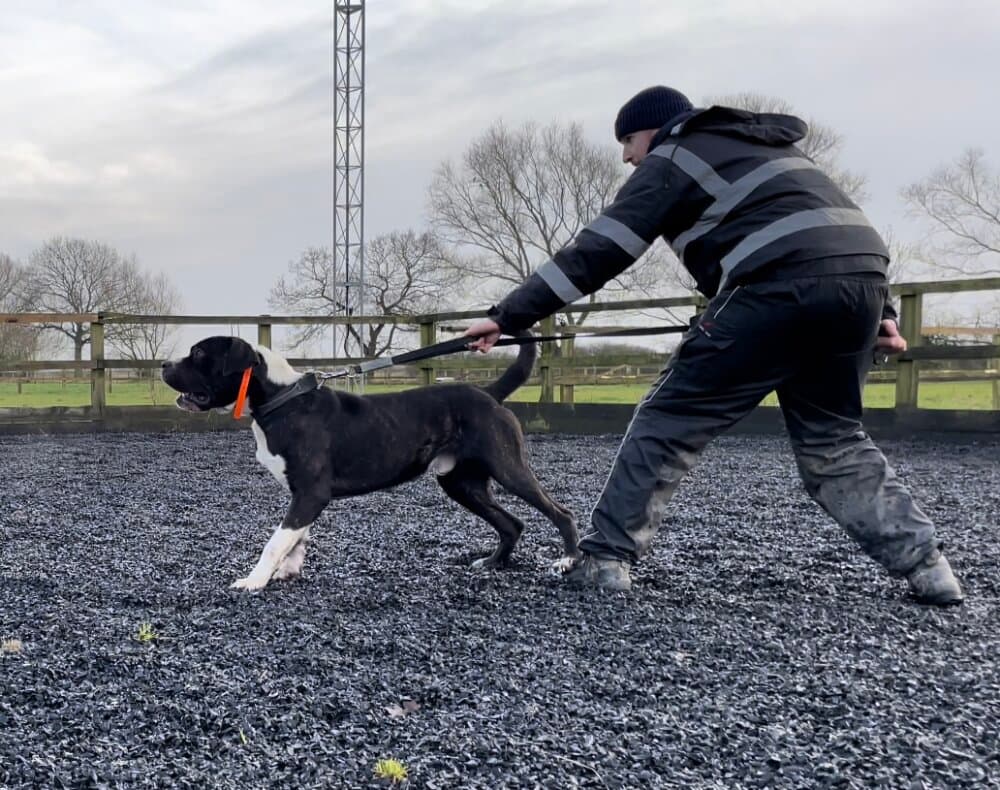 ZEUS DE SEVERN KENNELS 1