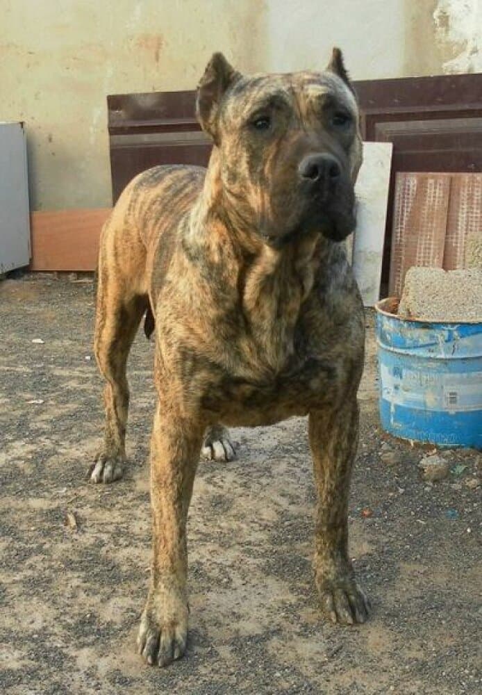 LOLA DE MARYTERE 1