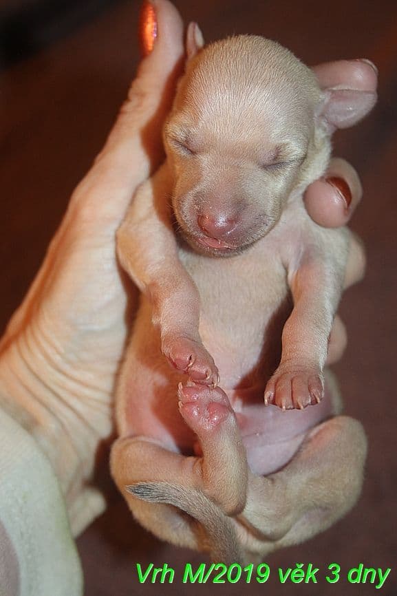 Moet Feritte Bugsy 1